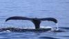 Сигналка - последнее сообщение от Whale