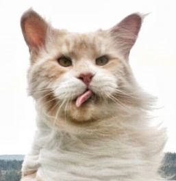 photo-5744.png?_r=1551255556